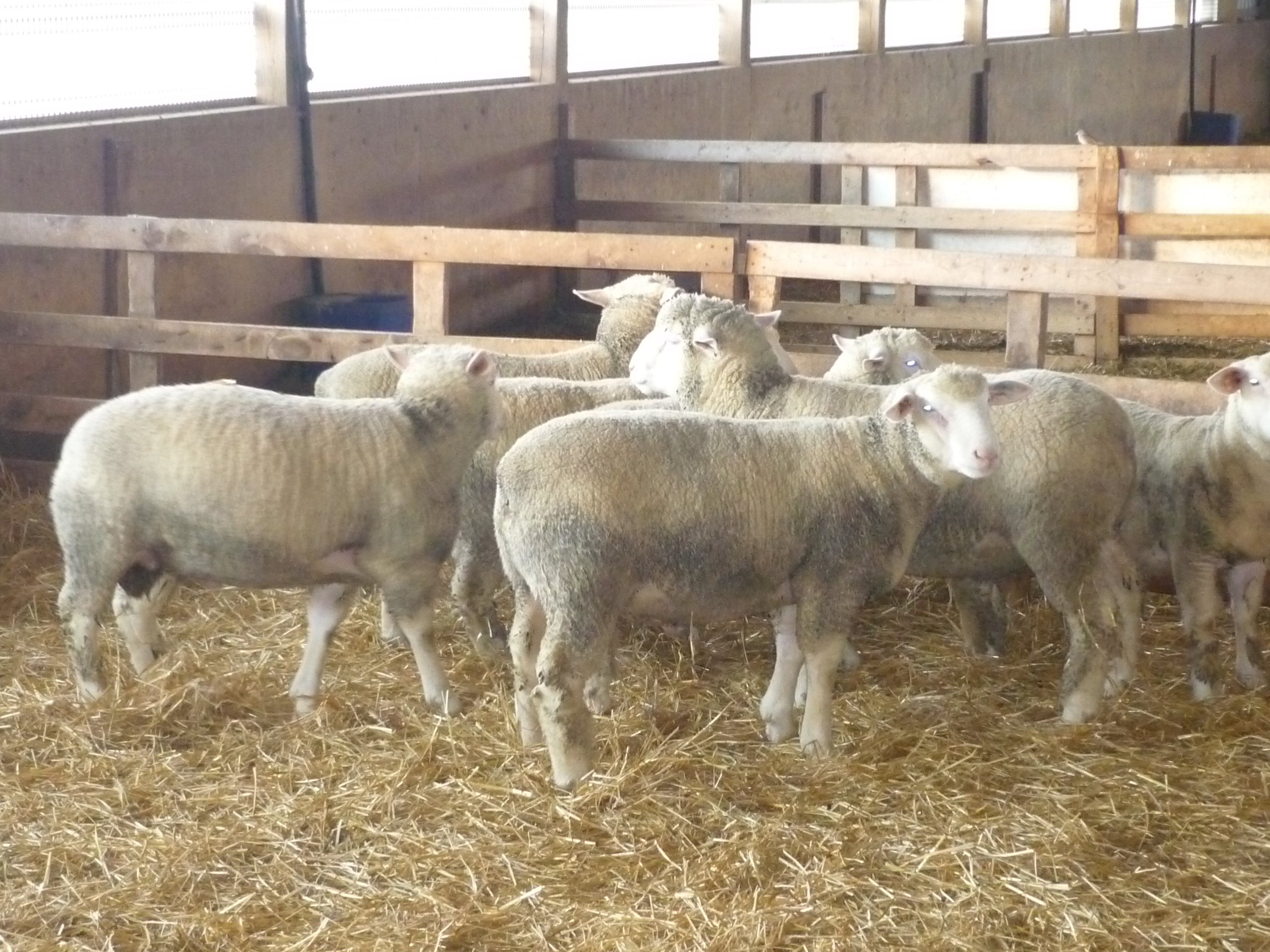 Ile de France Todd Sheep Company Inc.