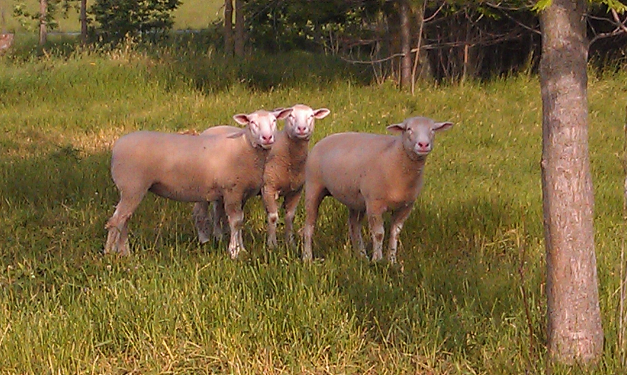 Ile de France Todd Sheep Company Inc.