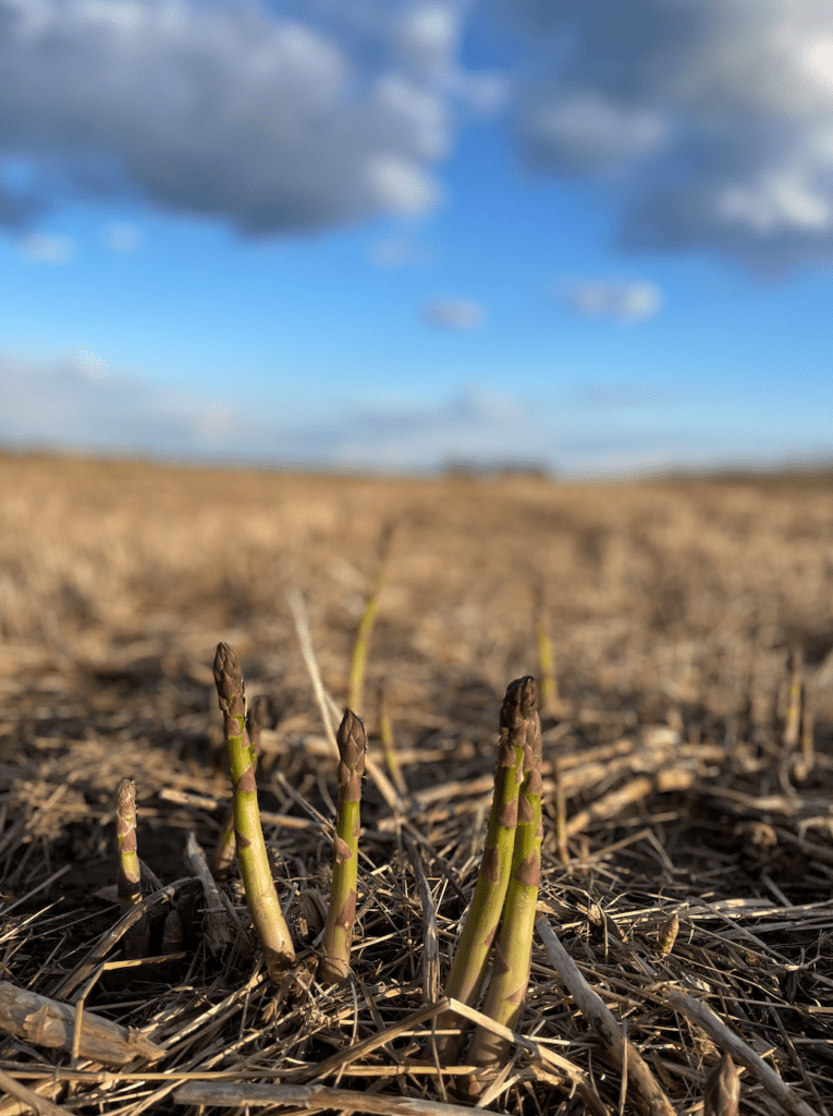 Pick Your Own Asparagus Pingle's Farm Market, 1805 Taunton Rd