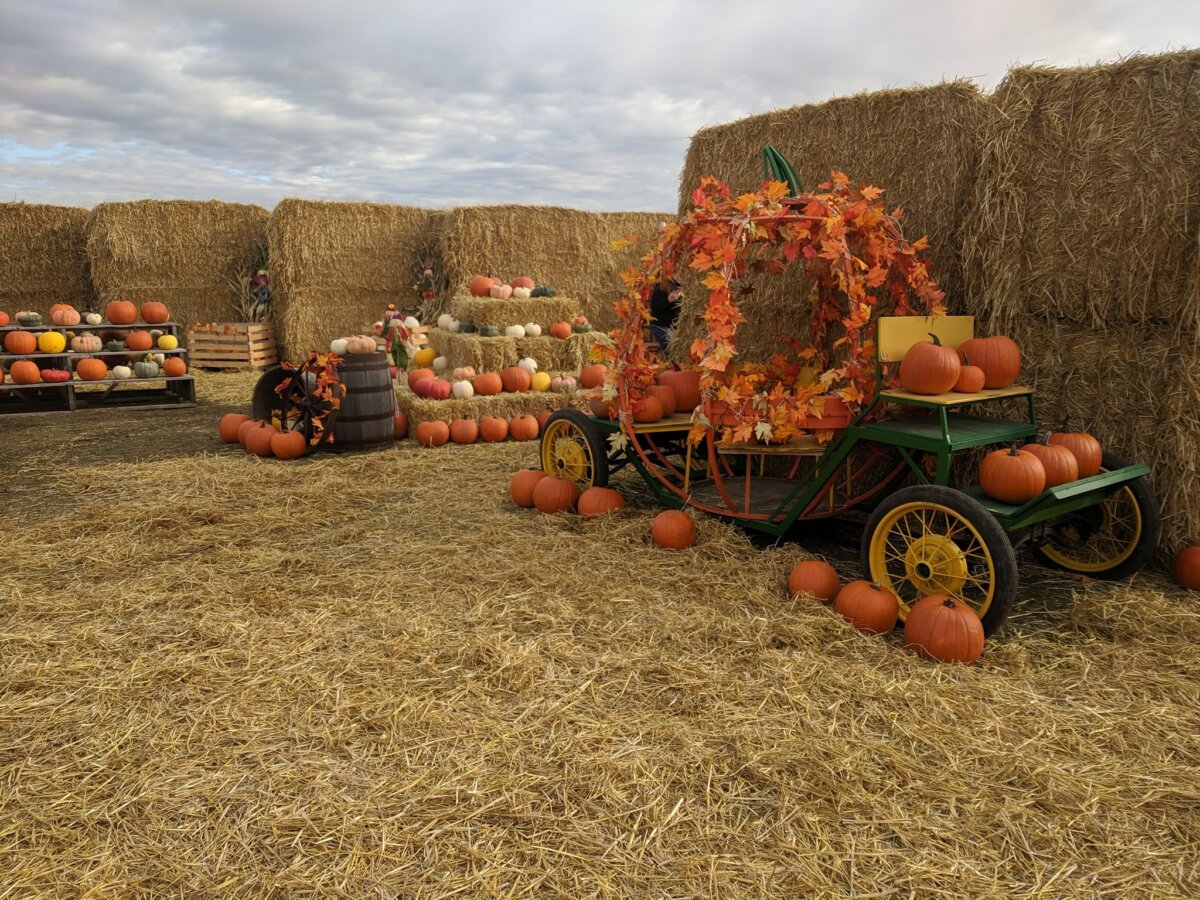 Fall Fests, Corn Mazes & Pumpkins Fun Farms to Visit During Fall in