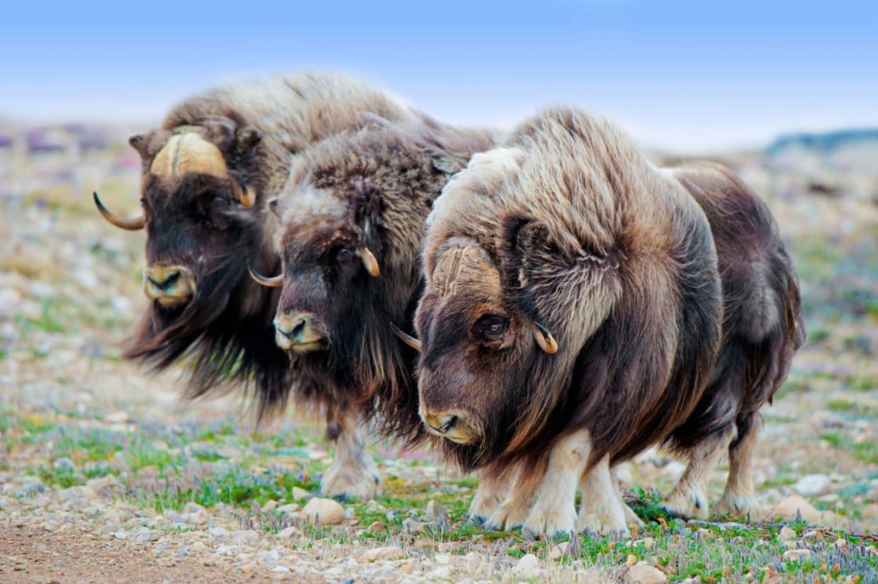 Canadian Wildlife Tours 10 Animals of Canada and Where to find them!