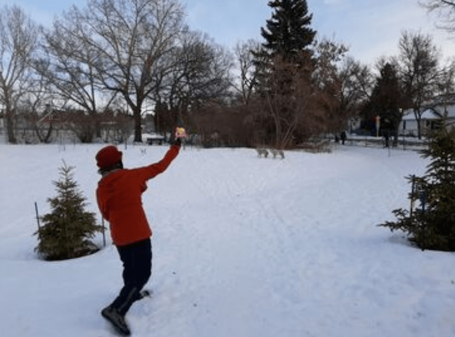 Edmonton Urban Coyote Project You Can Volunteer to Throw Tennis Balls