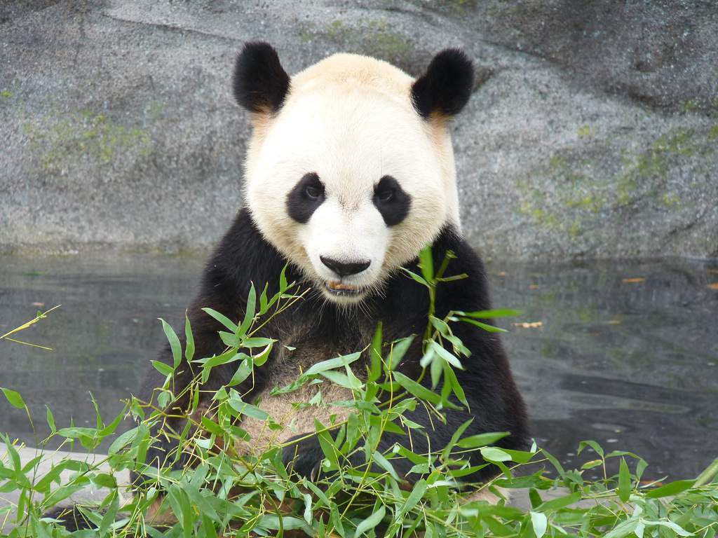 Zoos and Petting Zoos in Greater Toronto Area