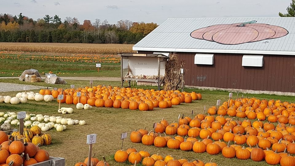 40+ Fun Fall Activities in and Around Kitchener Waterloo Region