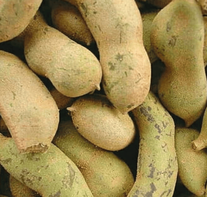 Asam Muda Young Tamarind 100g Toko Indonesia