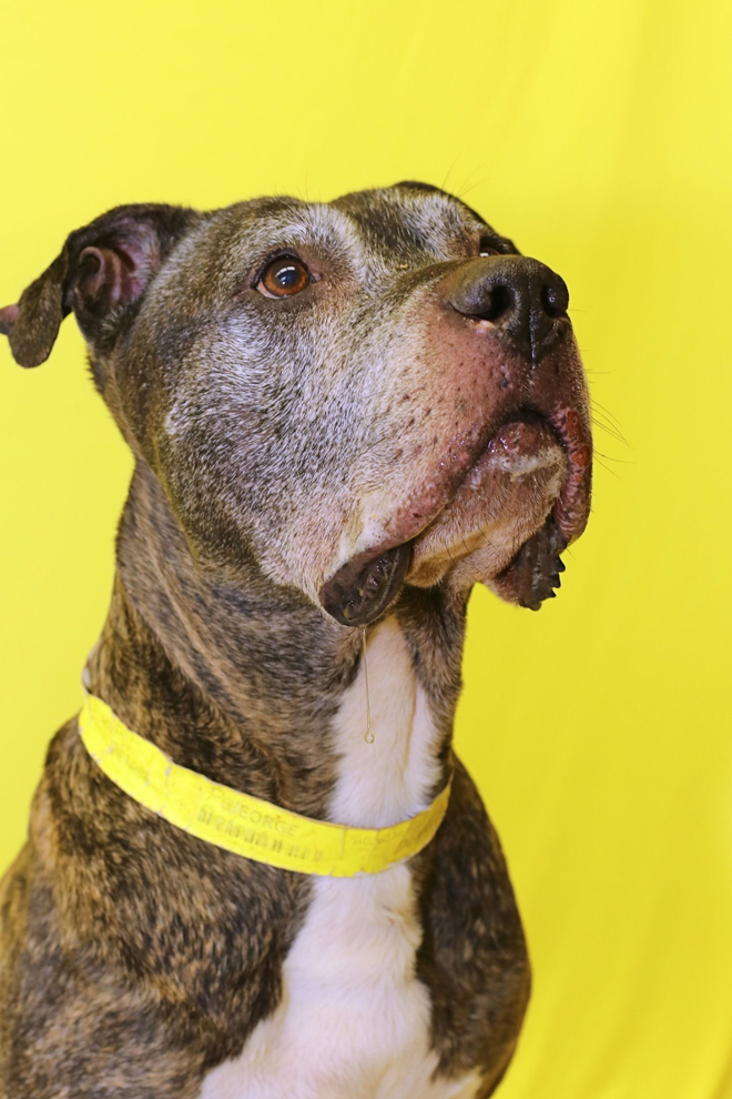 Dog of the Week Meet