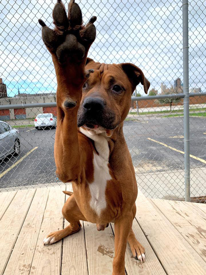 Dog of the Week Meet Marmalade