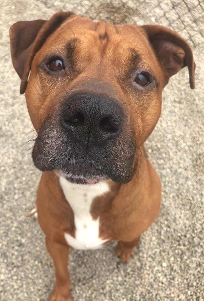 Dog of the Week Meet Marmalade