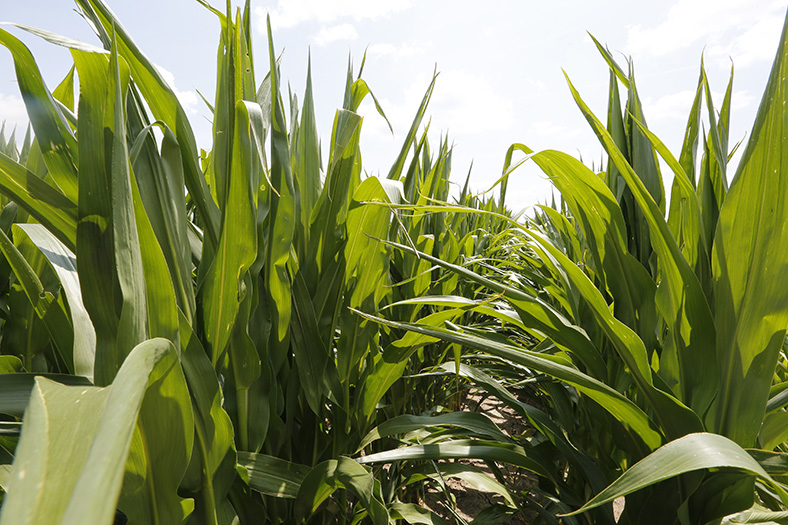 High corn yields drop price, have farreaching effect on market The Blade