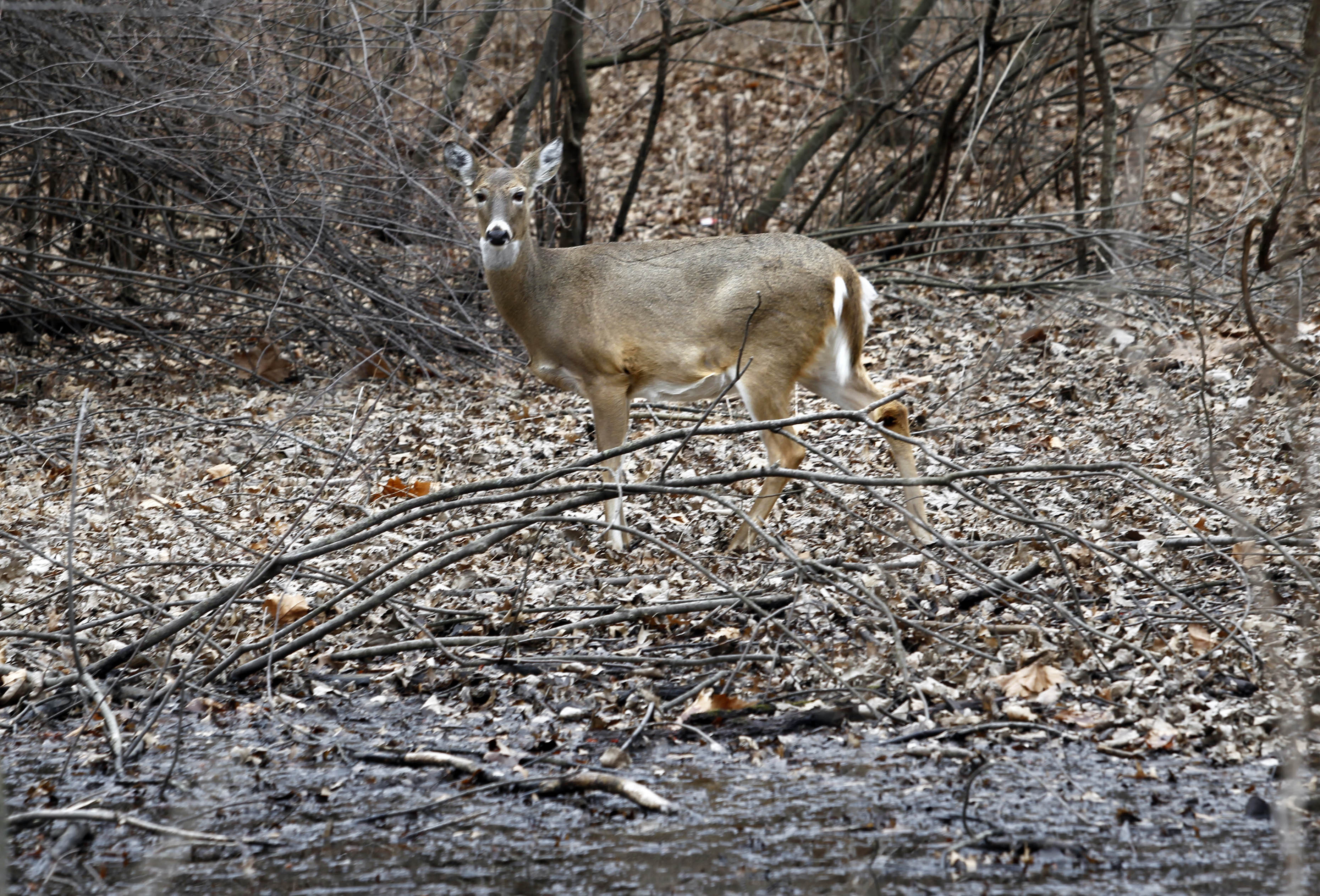 Deer kill continues through March 31 The Blade