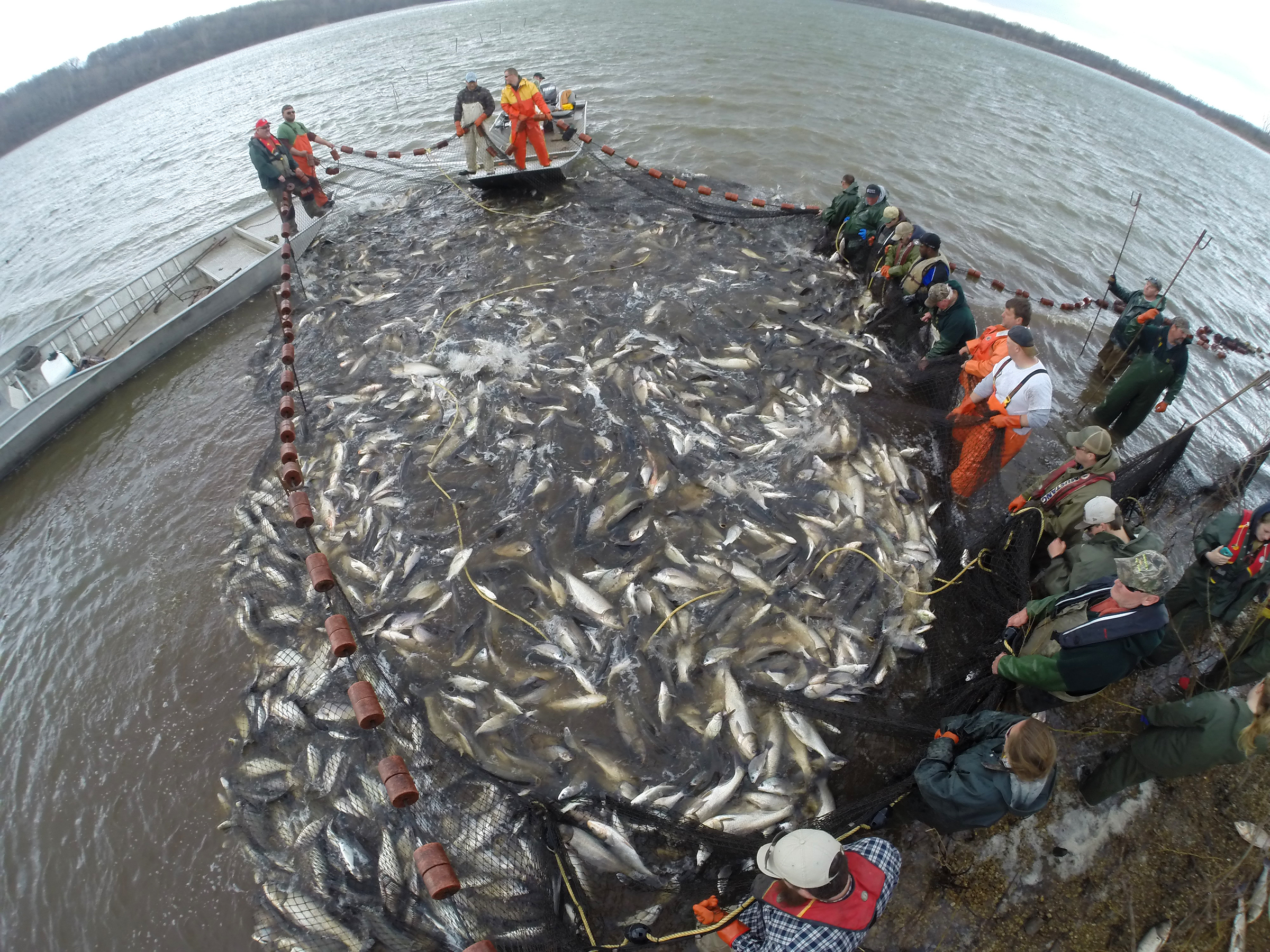 Study on threat of Asian carp sought The Blade