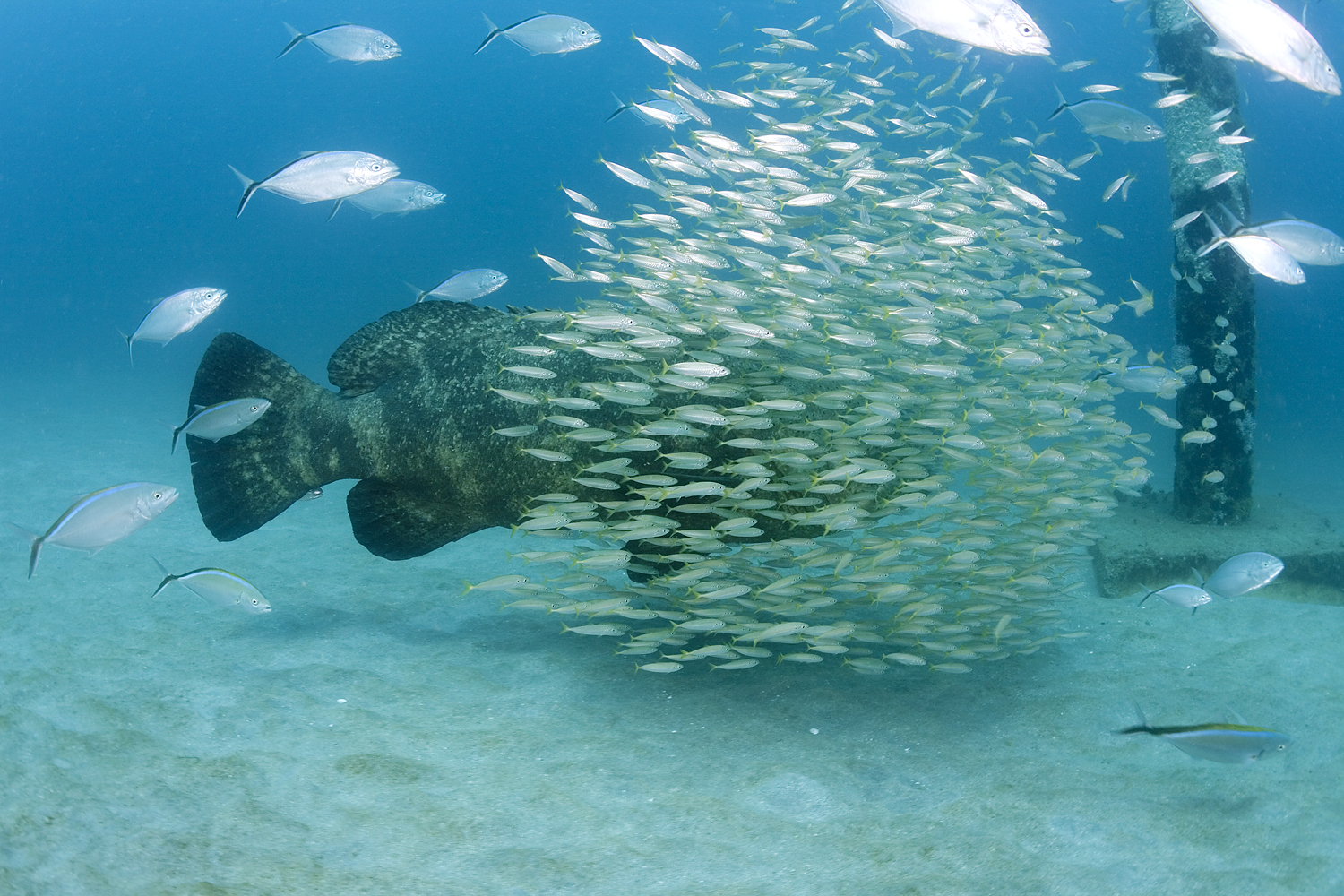 The best baits closely mimic the real thing The Blade