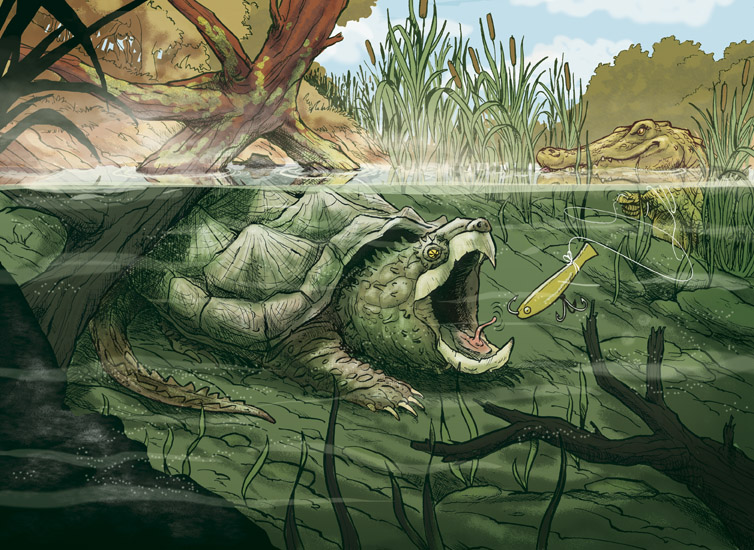 Tortue Alligator
