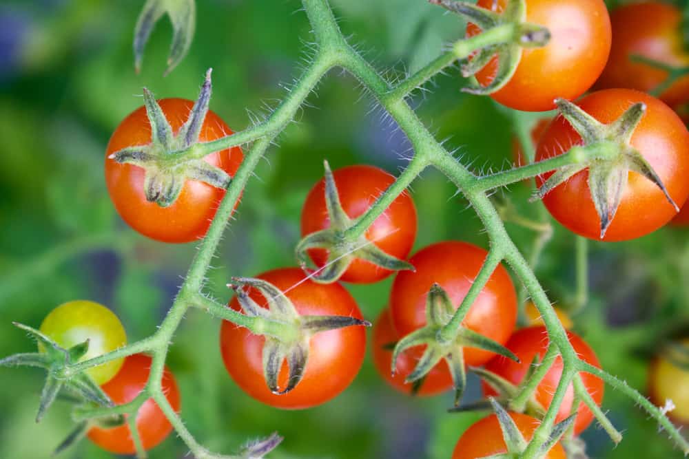 How Big Are Tiny Tim Tomatoes at Jack Jackson blog