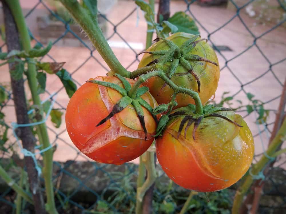 Watering Tomato Plants How To, How Often & How Much Tomato Bible