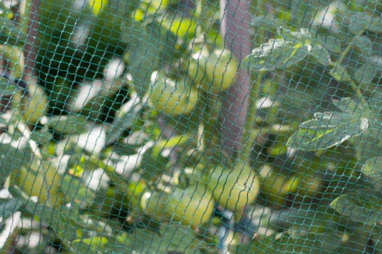 10 Ways to Stop Birds Eating Your Tomatoes That Goes Beyond Netting