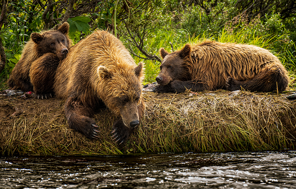 Improving battery life with mirrorless cameras Tom Bol Photography, LLC