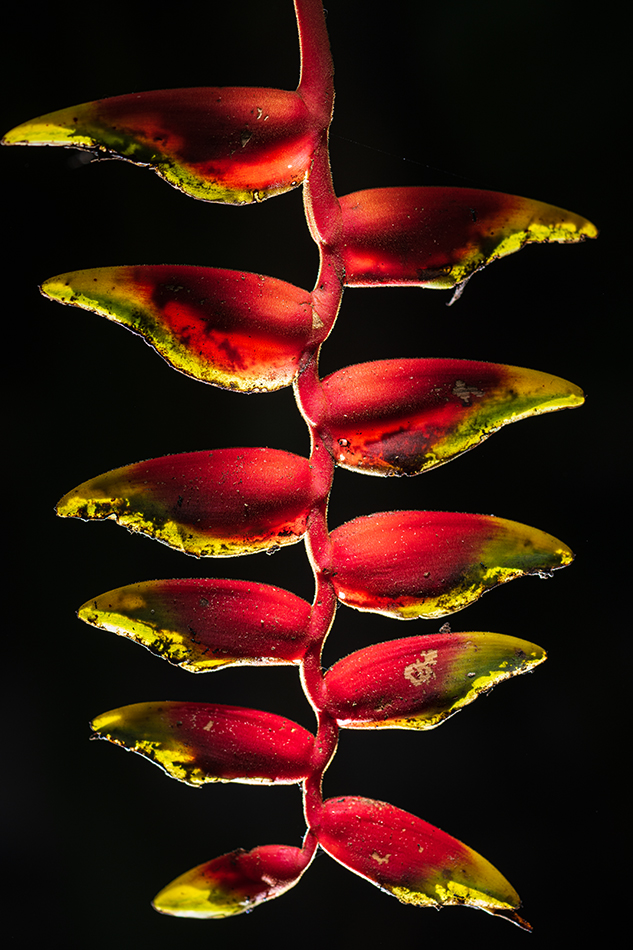 Multiple Exposure Flowers Tom Bol Photography, LLC