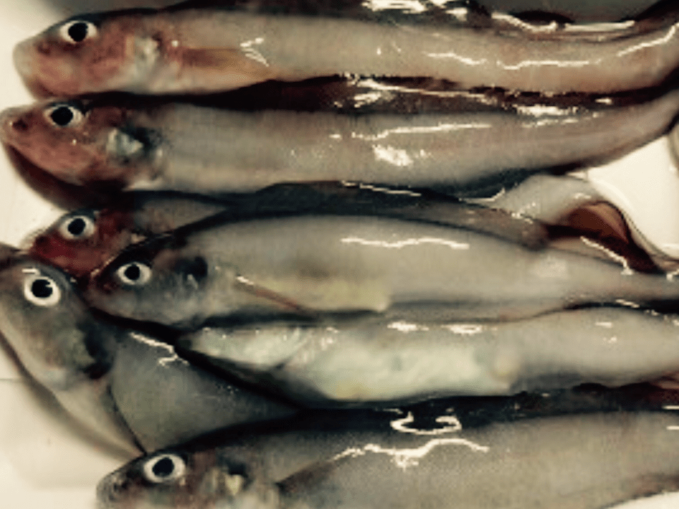 幻魚(げんぎょ） 富寿し