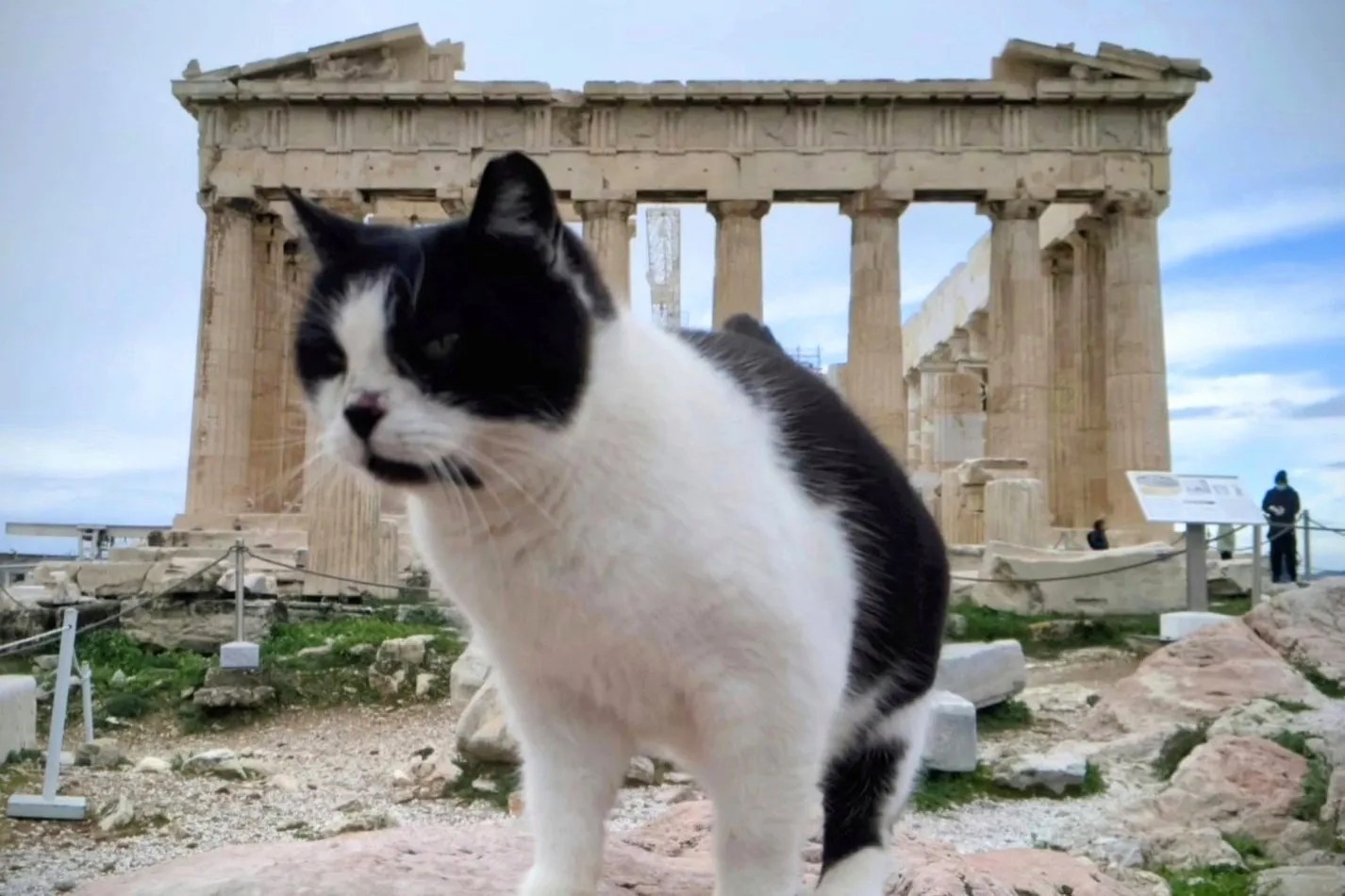 Greek Cats 1 TommieMedia