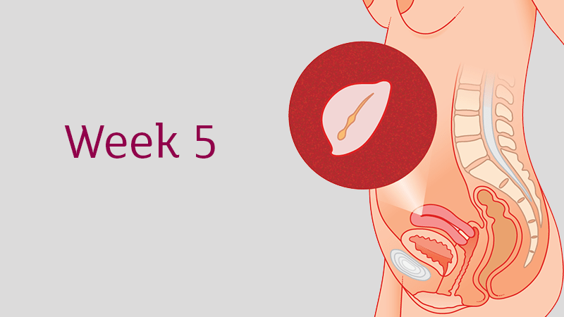 5 Weeks Pregnant - All You Need To Know | Tommy's