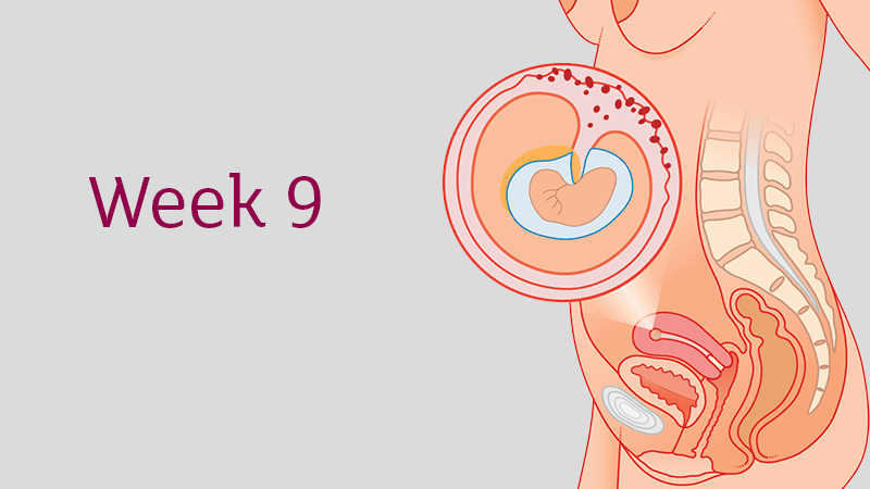 9 Weeks Pregnant – All You Need To Know | Tommy's