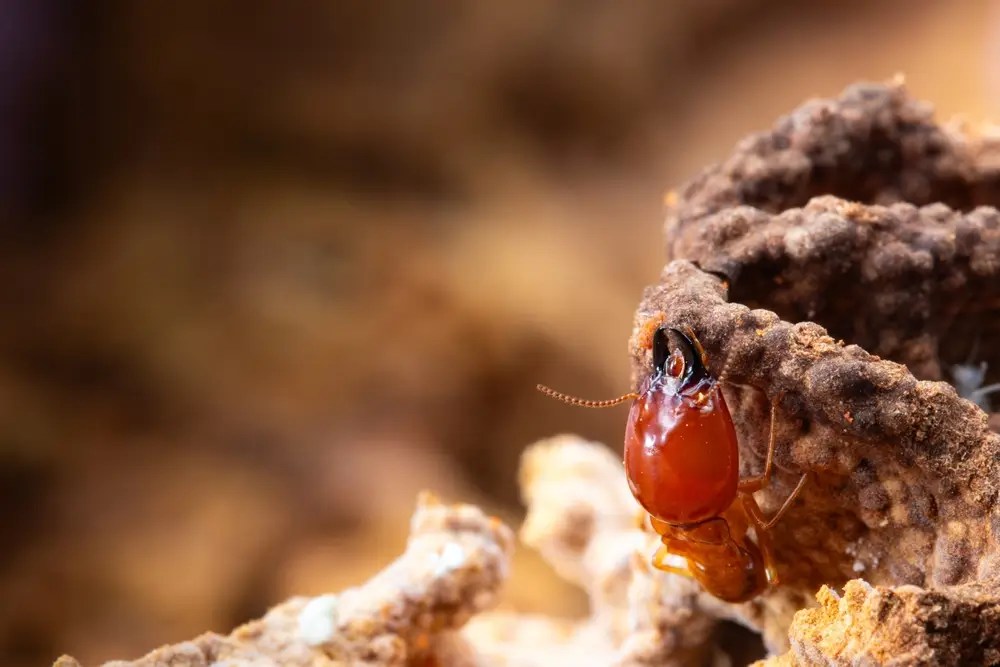 The Best Termite Solution Exterra Termite Baiting System