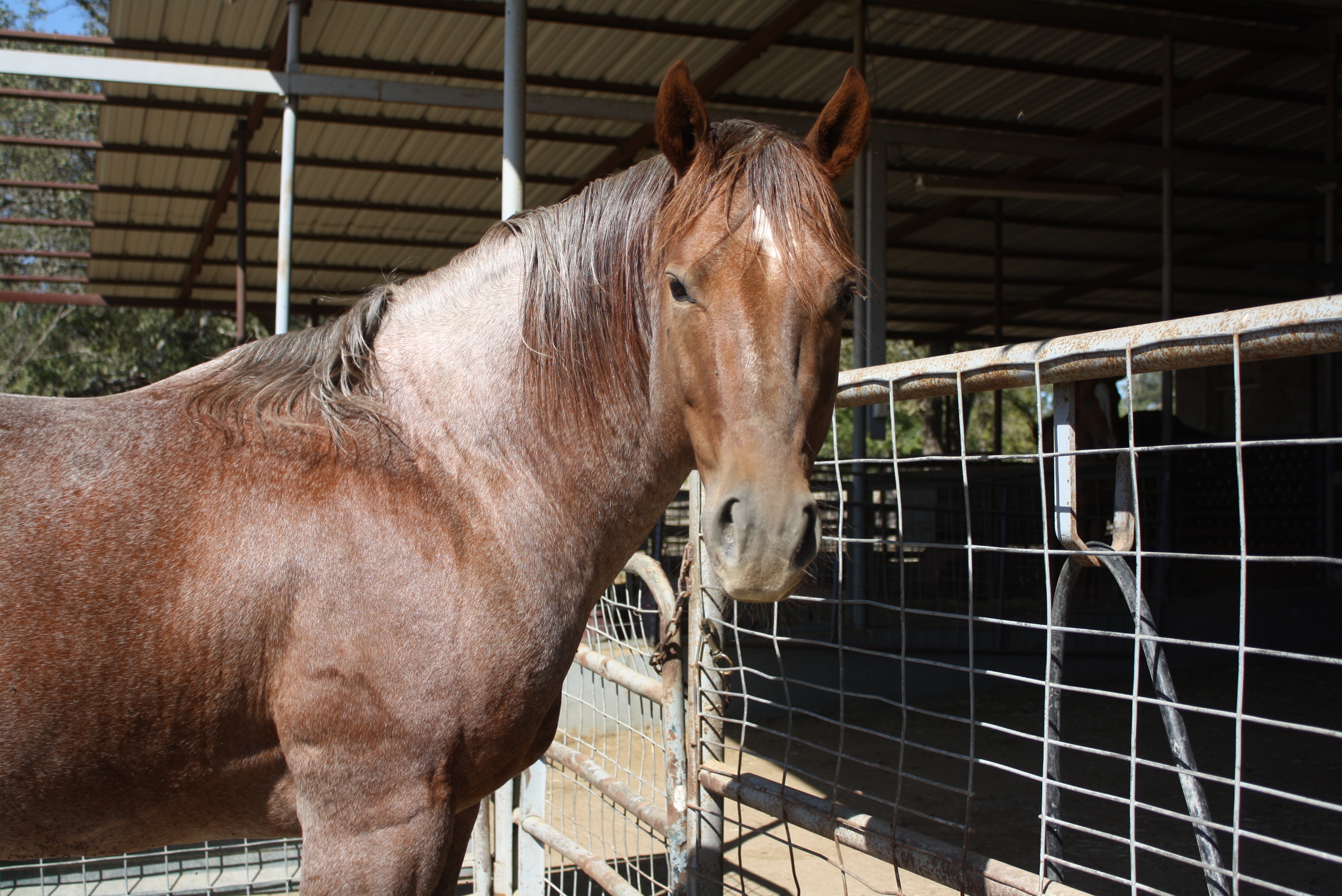Pepto Madera Standing Stud 600 stud horse horses peptoboonsmal 