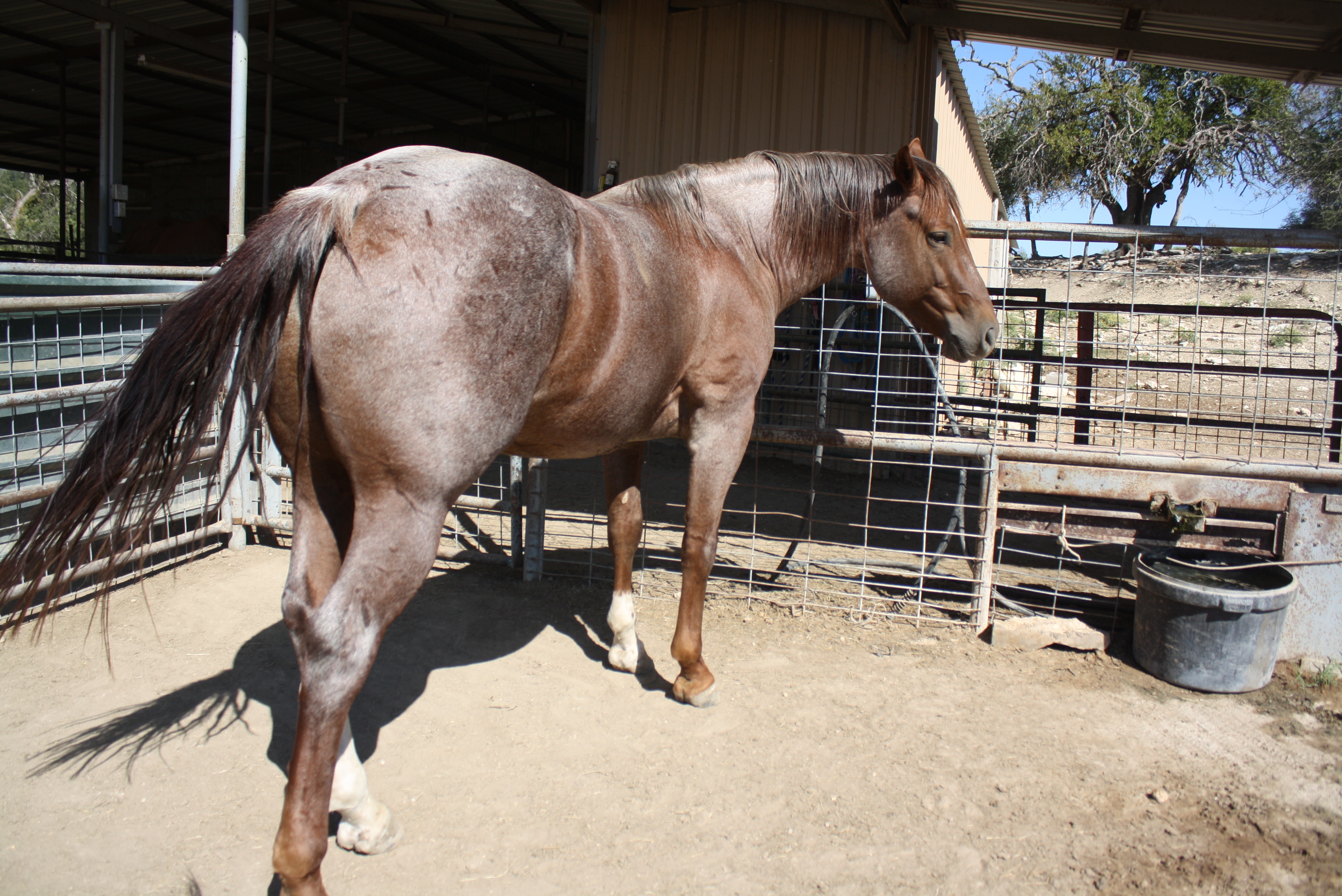 pepto madera ncha, cutter, stud, cutting, reining