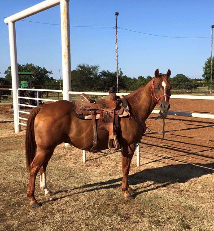 » Nice ranch/rope horse Traci Davis