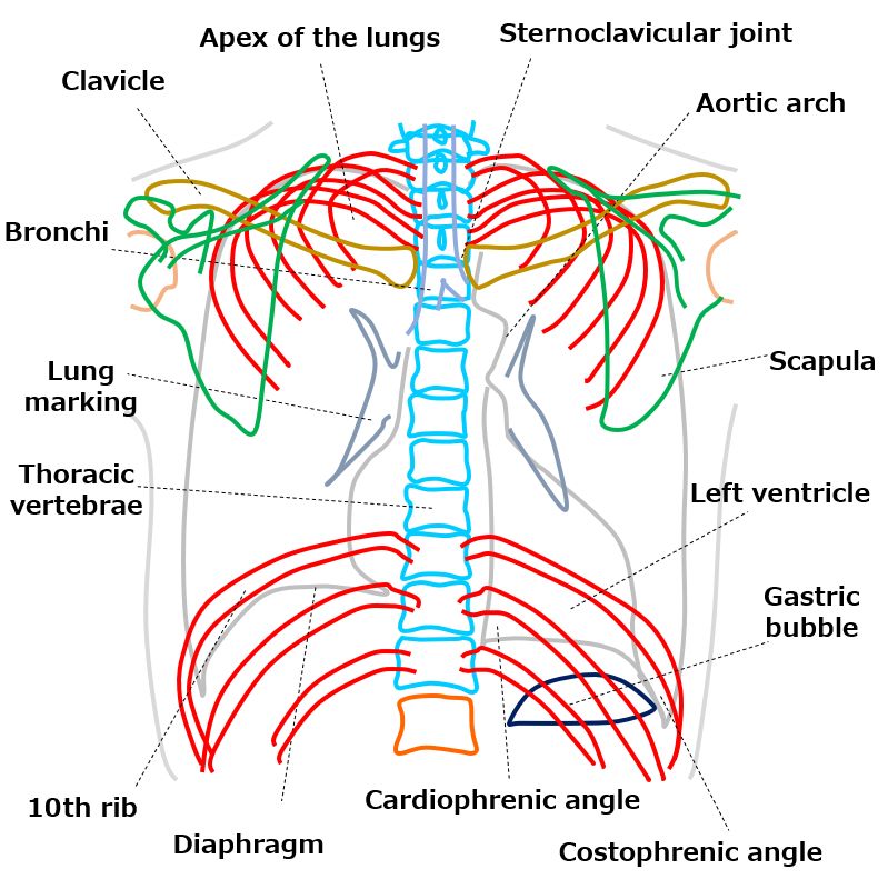 Chest AP view (portable)｜Tools for RadTech