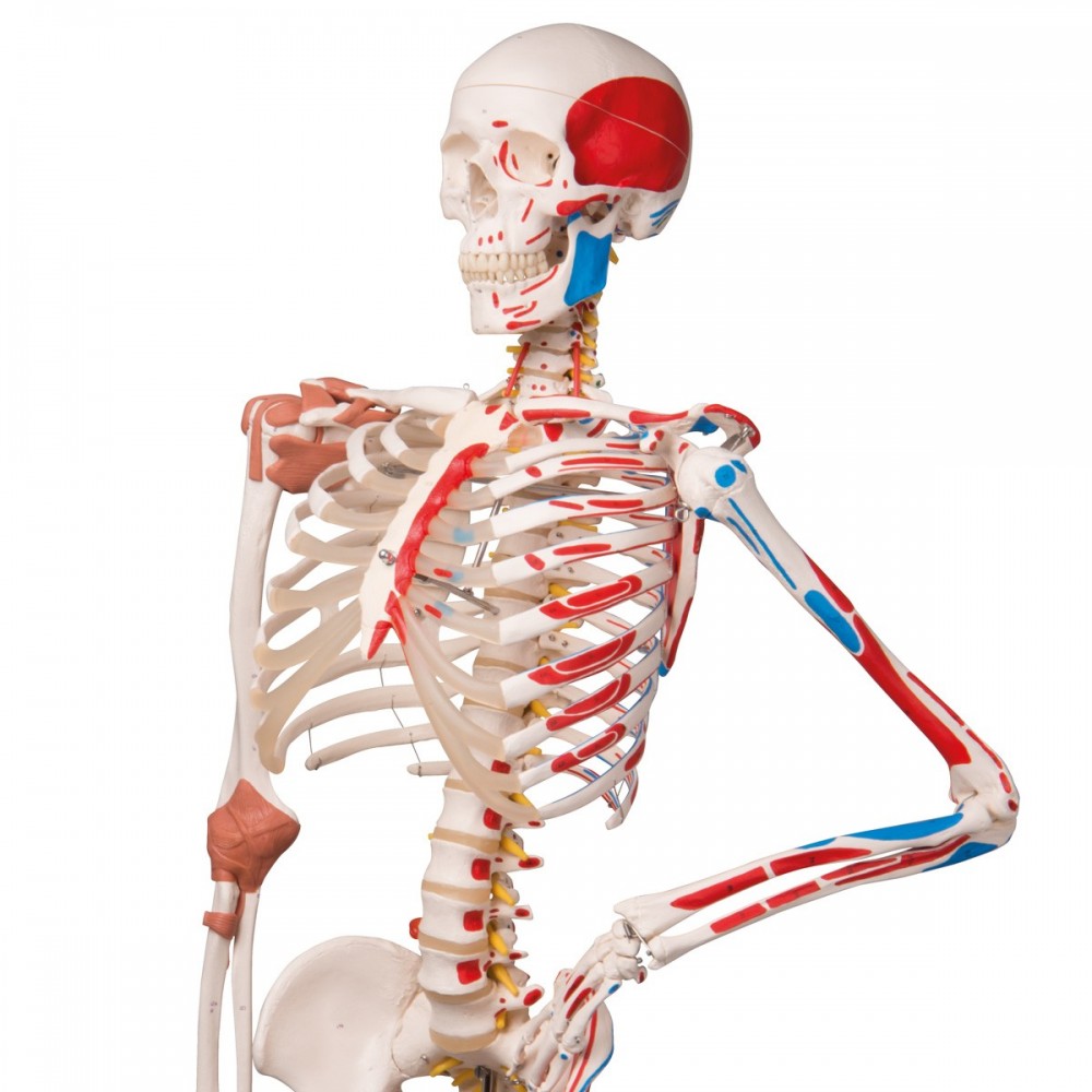 Anatomie Squelette humain Sam