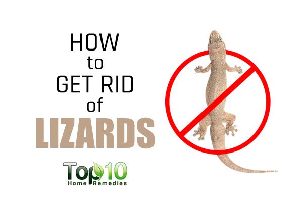 How to Get Rid of Lizards Top 10 Home Remedies
