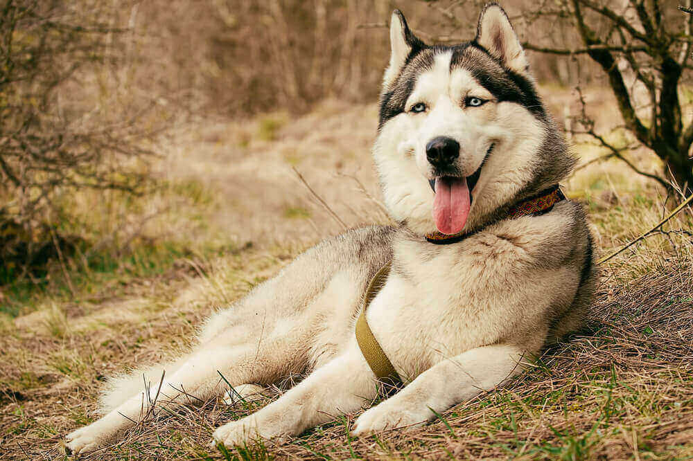 Top 10 most expensive dog breeds in the world