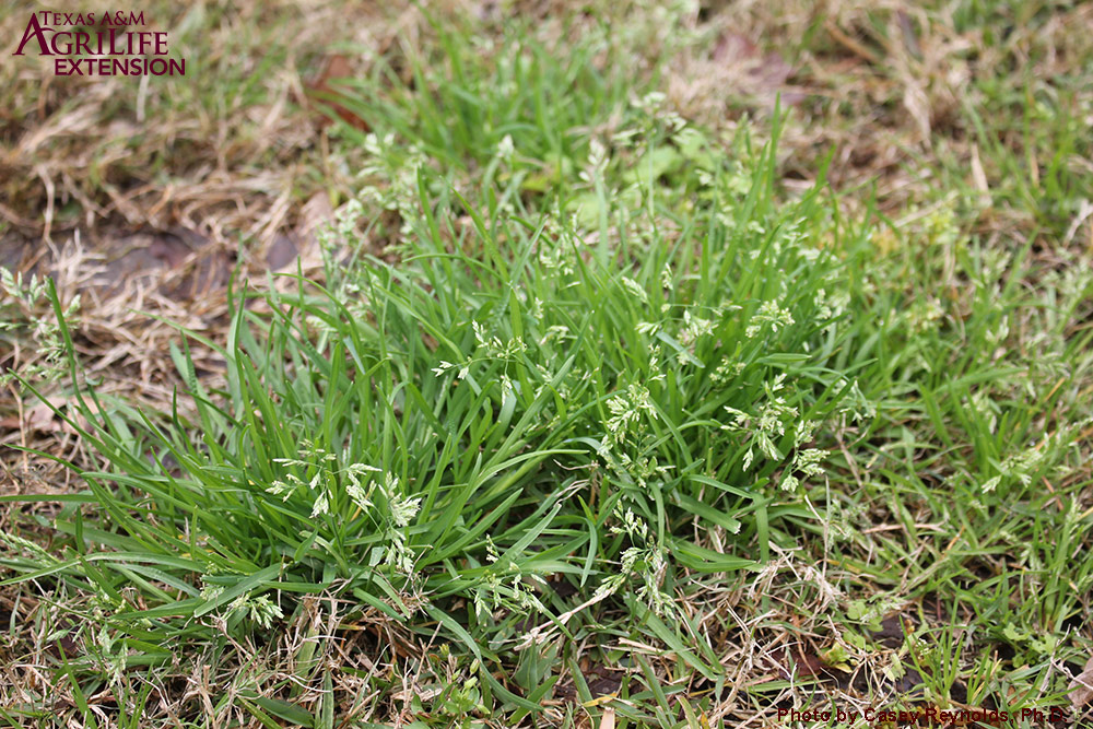 Why are there weeds in my lawn? Texas Weeds Top Choice Lawn Care