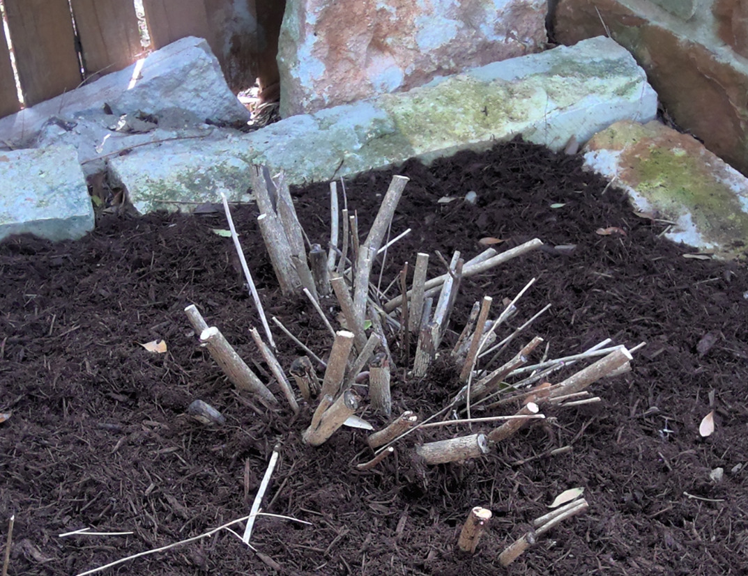 Winter Pruning and Cut Backs in Texas (Video) Top Choice Lawn Care