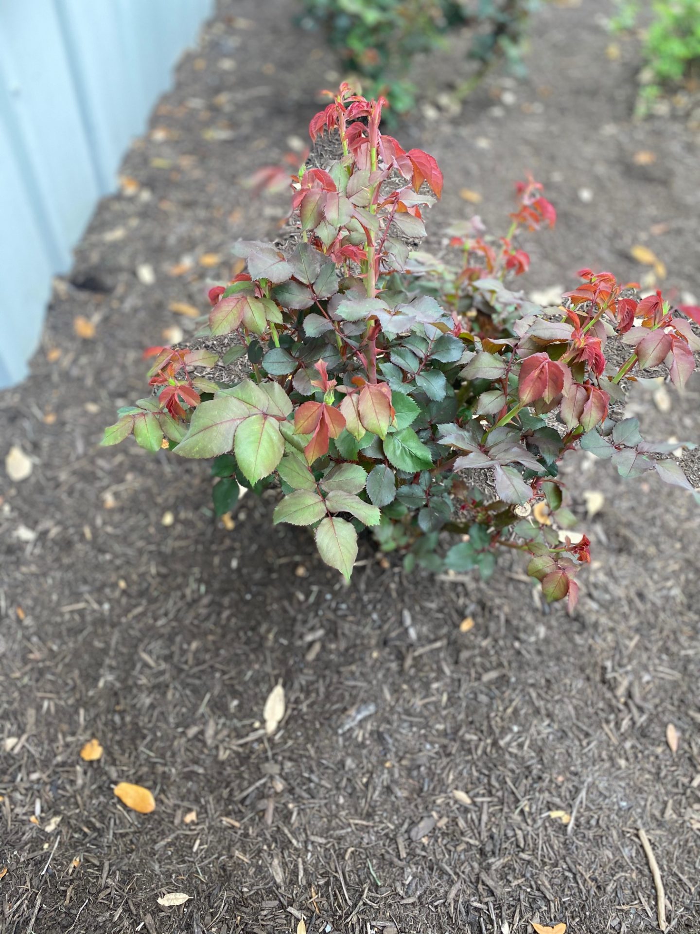 Trimming Knock Out Roses in Central Texas. (Video) Top Choice Lawn Care
