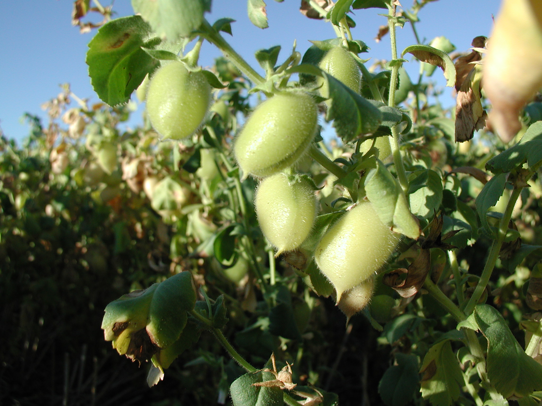 Saskatchewan Pulse Growers Top Crop ManagerTop Crop Manager