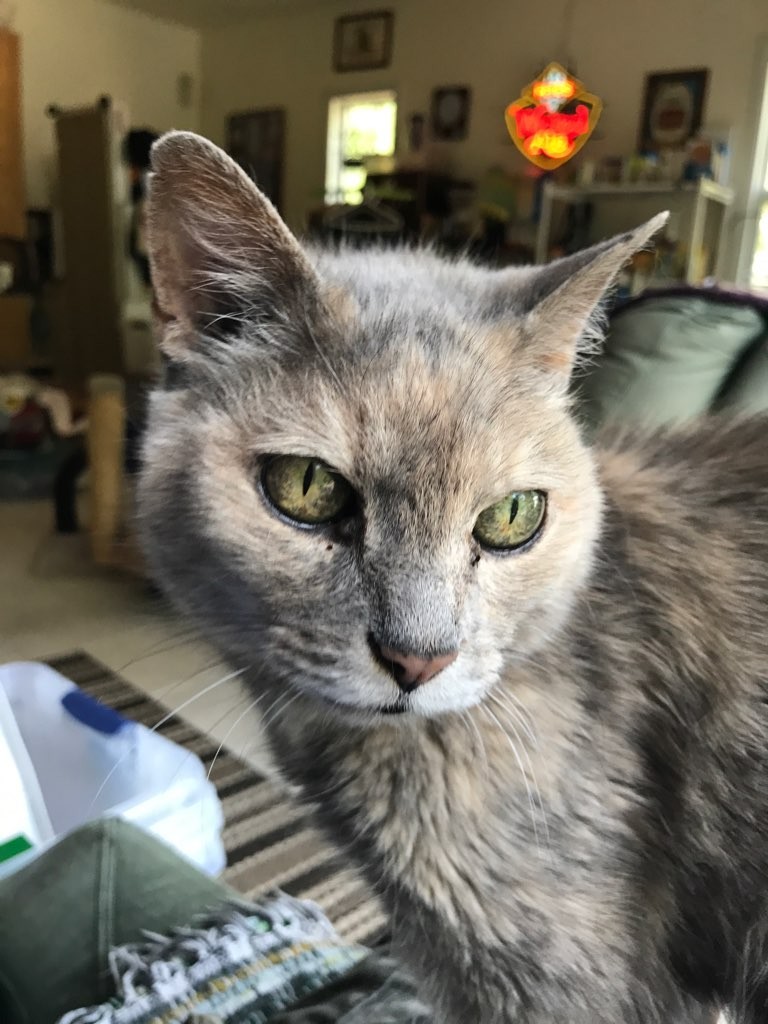 Top Dog Pet SitterVilla Rica, Douglasville, Carrolton, West GA