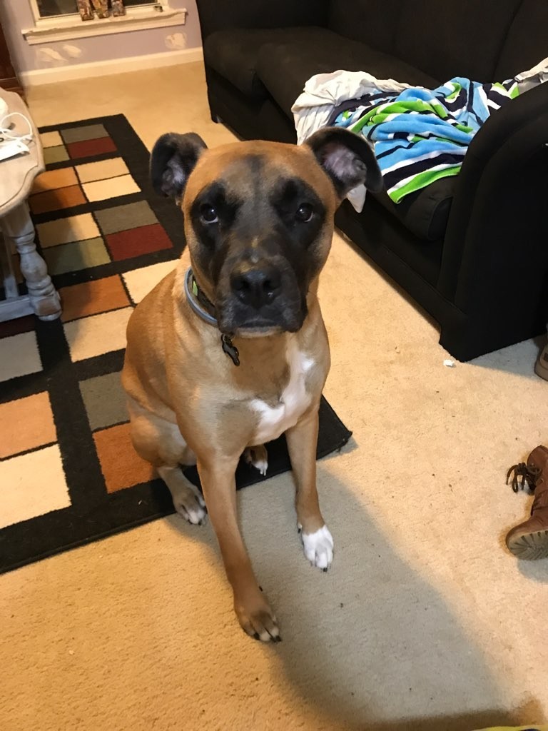 Top Dog Pet SitterVilla Rica, Douglasville, Carrolton, West GA