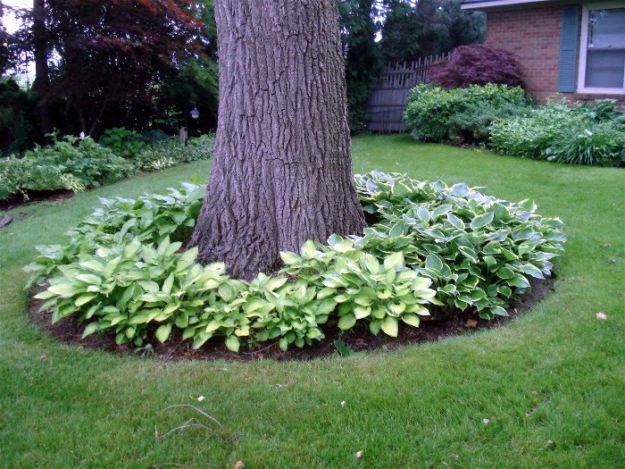 15 EyeCatching Flower Beds Around Trees You Need To See Top Dreamer