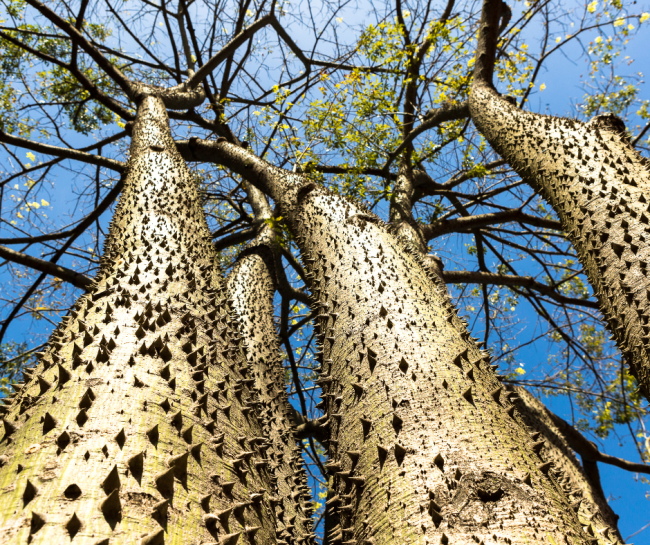 The Most Dangerous Trees In The World TopicsYouLike