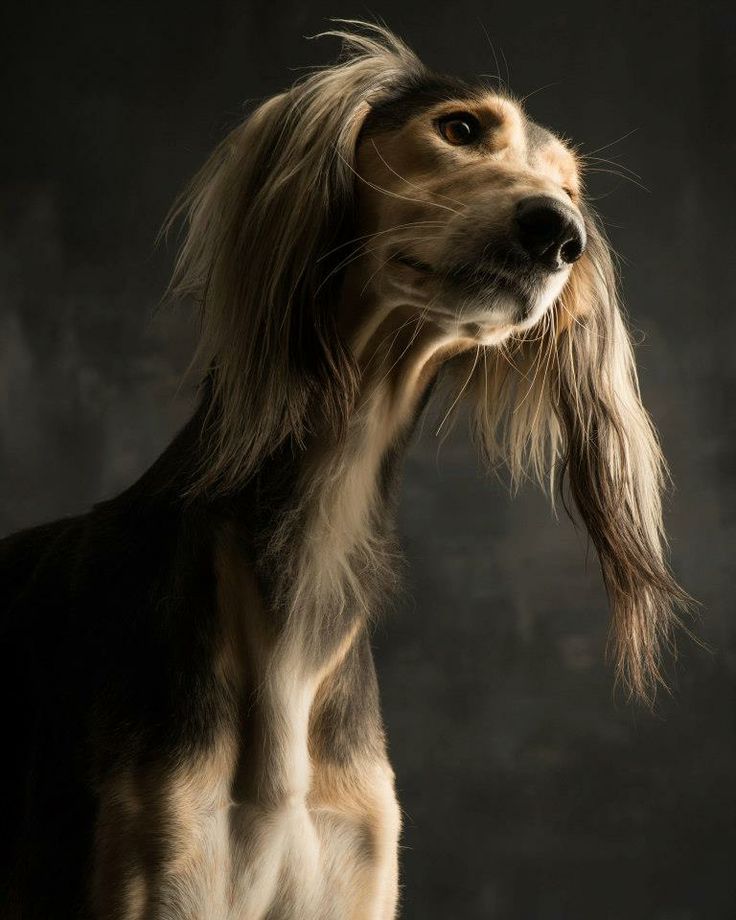 Top 10 Most Expensive Dog Breeds Top Inspired