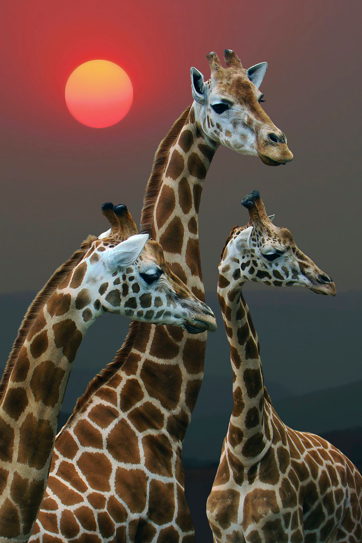 Top 10 Most Interesting Facts About Africa's Wildlife Top Inspired