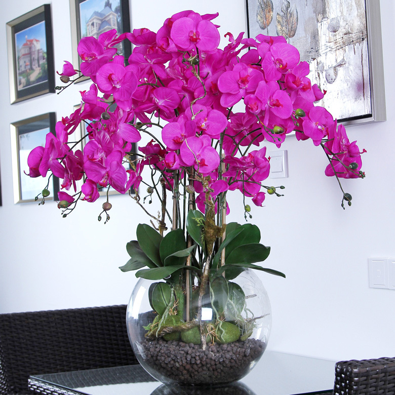 Top 10 Phalaenopsis Orchids Care Tips