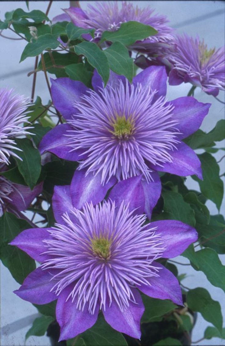 Top 10 Tips on Growing Clematis Vines