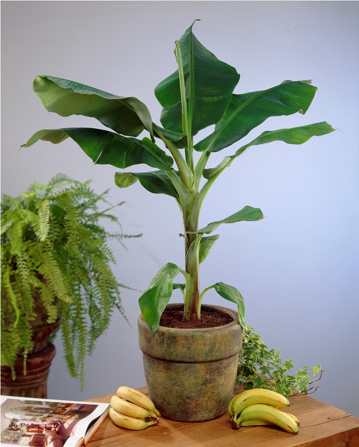 Top 10 Tips on Growing Banana Trees in Pots Page 2 of 2 Top Inspired