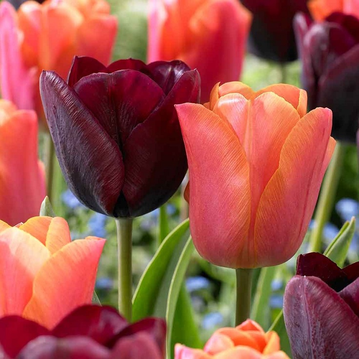 Top 10 Beautiful Spring Flowers For Your Garden