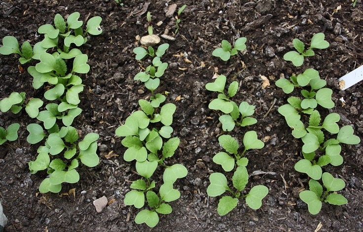 Top 10 Tips on How to Grow Radish