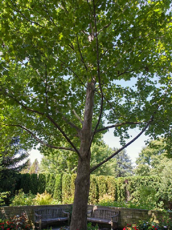 Top 10 Fastest Growing Shade Trees